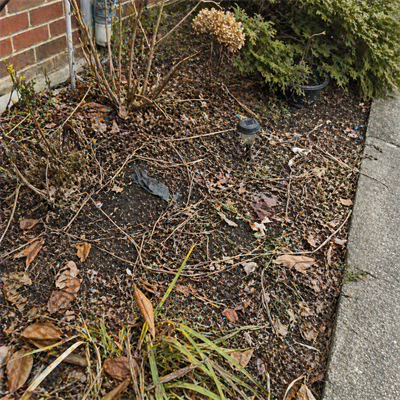 Lawn before service — overgrown grass and weeds